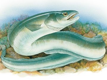 Three types of eels. Fish / Anguilliformes / American eel (Anguilla rostrata), European eel (Anguilla anguilla), conger eel (Conger oceanicus)