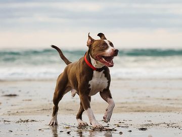American Pit Bull Terrier Walking On Sea Shore