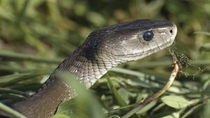 Understand the difference between poisonous and venomous animals with various examples