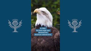 Learn about the conservation efforts that saved bald eagles