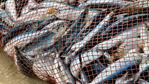 Understand how overfishing and climate change lead to the depletion of worldwide fish population