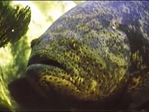 Examine commensalism among fish species such as shrimp, the neon goby, and moray eels