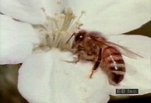 Learn how flowers use secreted nectar, scent, and appearance to attract cross-pollinating bees