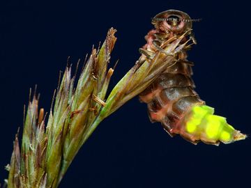 Glowworm (Lampyris noctiluca); female glowing at night, Cornwall, England. (beetles, insects, glow worms)