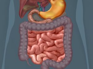See animation on the role of the small and large intestine in the digestion process