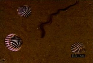 Examine a rag worm crawling in sand and a close-up of its gills