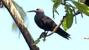 Explore Bird Island in Seychelles, a breeding place for countless species of birds
