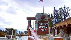Visit the Yosemite National Park and see the park's main attraction, the black bears
