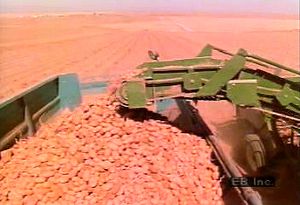 Study potato farming practices in Idaho from crop planting to harvest and storage