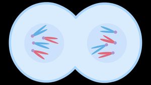 Walk through the process of mitotic cell division to understand the foundation of growth