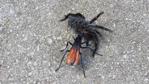 Discover the nightmarish reproductive habits of the world's largest wasps with the most painful stings