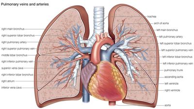 pulmonary veins and arteries, circulation, cardiovascular system, human anatomy, (Netter replacement project - SSC)